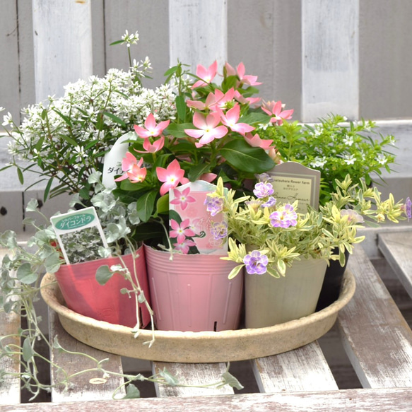 さくらんぼチーク」のキュート＆爽やか寄せ植え※寄せ植えセット