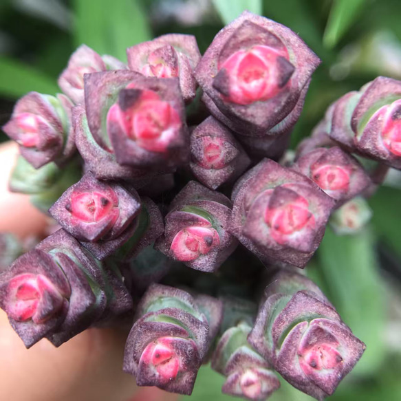 SALE❣️多肉植物 クラッスラ 銭串錦 10本 多肉植物 愛多肉-(AI-TANIKU