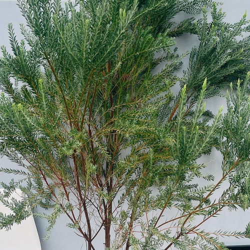 現品］【希少】迫力満点！ アカシア ゴールドチップ 12号 観葉植物