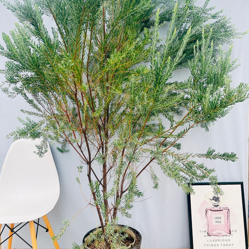 現品］【希少】迫力満点！ アカシア ゴールドチップ 12号 観葉植物