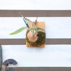 P. Veitchii 】ビカクシダ ビーチー ベイチー コルク付け No.354 多肉