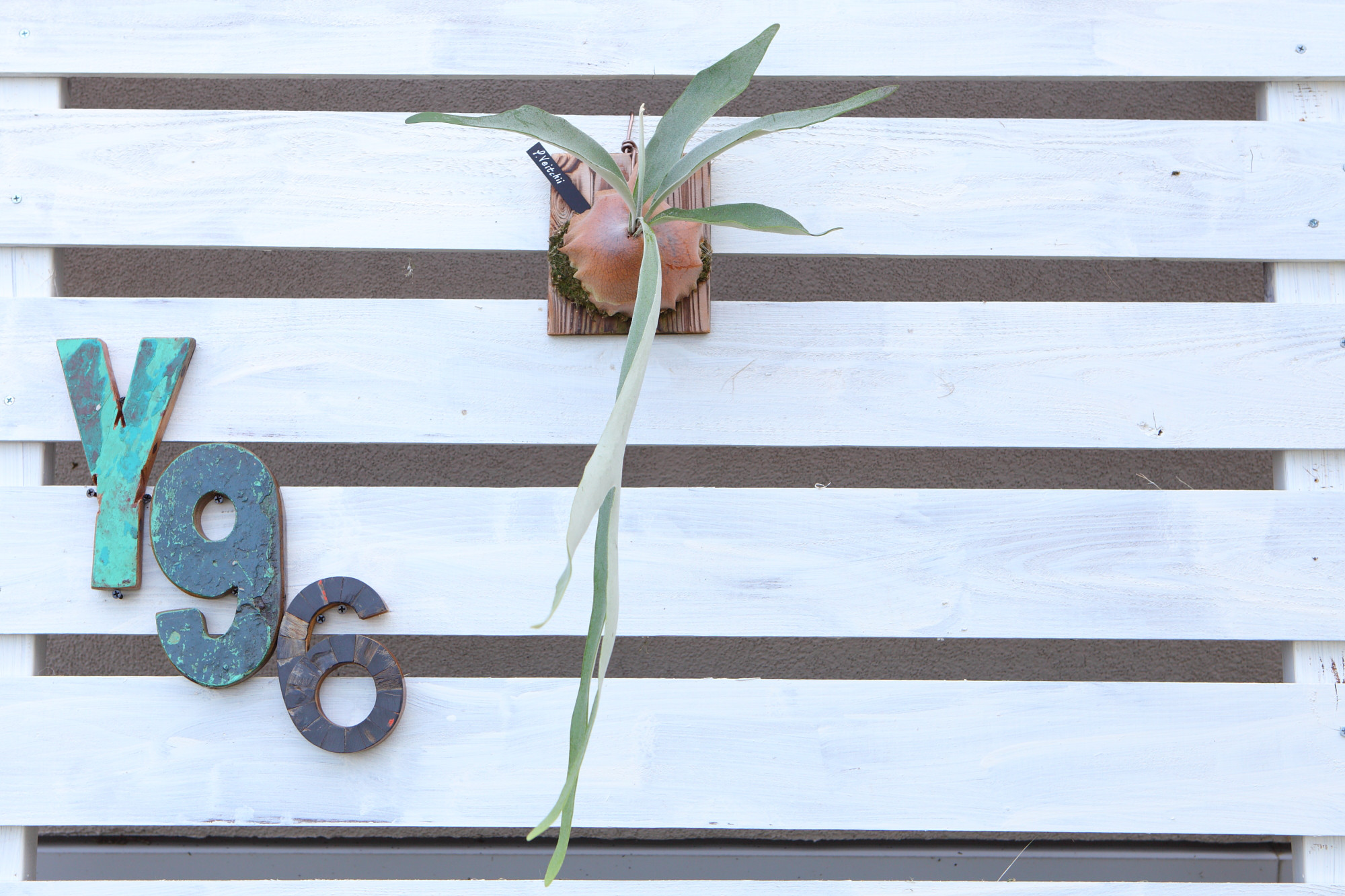 【P. Veitchii 】ビカクシダ ビーチー  ベイチー　大きめ 　No.A107