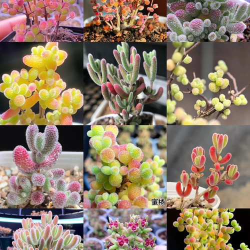 ダイヤモンドアートクラブ DAC （多肉植物） ダイヤモンドアートクラブ DAC （多肉植物）