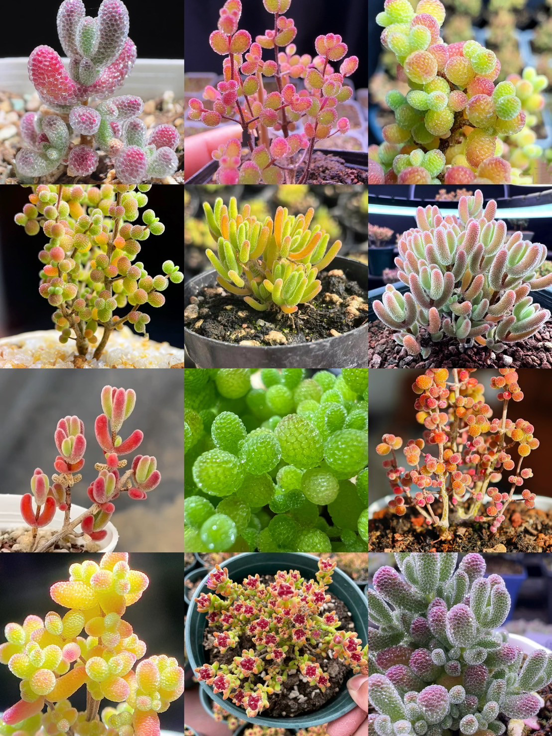 コレクション❣️多肉植物　ドロサンテマム　キラキラ   12品種　カット36本