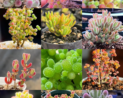 コレクション❣️多肉植物 ドロサンテマム キラキラ 12品種 カット36本