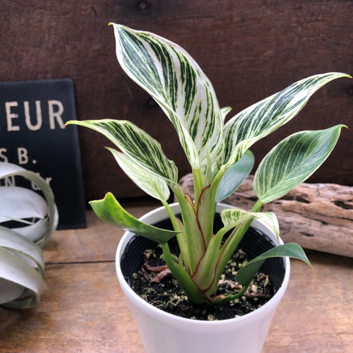 バーキン♡希少♡フィロデンドロン♡観葉植物♡斑入り アートフラワー