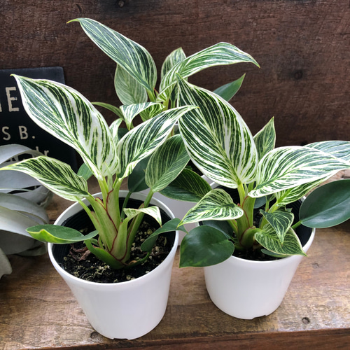 バーキン♡希少♡フィロデンドロン♡観葉植物♡斑入り アートフラワー