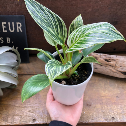 バーキン♡希少♡フィロデンドロン♡観葉植物♡斑入り アートフラワー