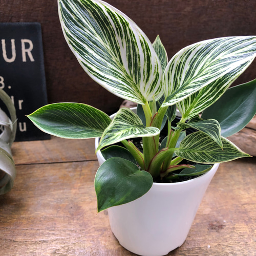 バーキン♡希少♡フィロデンドロン♡観葉植物♡斑入り アートフラワー
