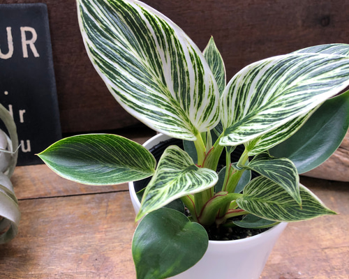 バーキン♡希少♡フィロデンドロン♡観葉植物♡斑入り アートフラワー