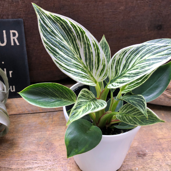 バーキン♡希少♡フィロデンドロン♡観葉植物♡斑入り アートフラワー