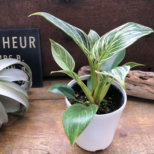 バーキン♡希少♡フィロデンドロン♡観葉植物♡斑入り アートフラワー