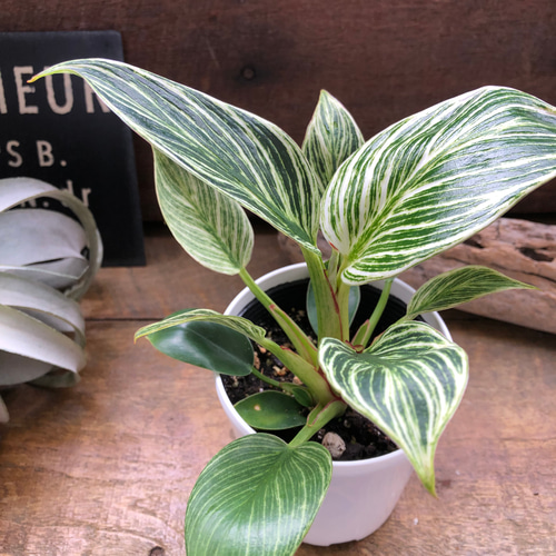 バーキン♡希少♡フィロデンドロン♡観葉植物♡斑入り アートフラワー