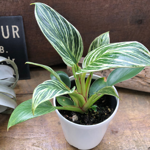 バーキン♡希少♡フィロデンドロン♡観葉植物♡斑入り アートフラワー