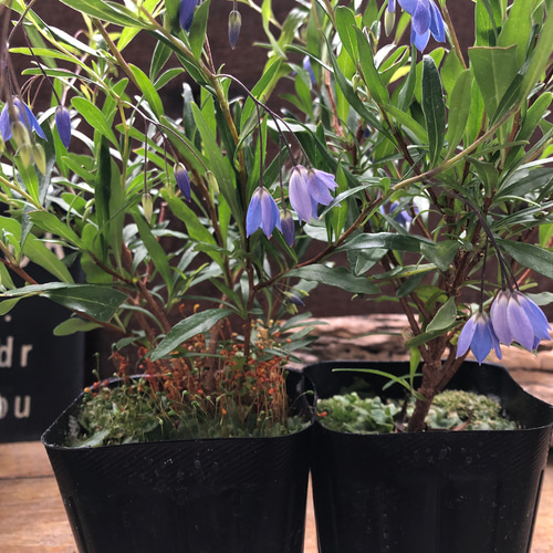 2個セット♡ブルーベル♡ソリア♡つる性♡ガーデニング アートフラワー