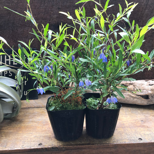 花材セット　ブルーベル ハーバリウム花材 no.24 花材セット 花材詰め合わせ ブルーベル