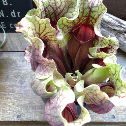 サラセニア♡太葉♡立派♡食虫植物♡ アートフラワー パリジェンヌ