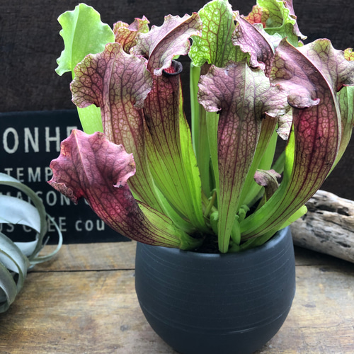 サラセニア♡太葉♡立派♡食虫植物♡ アートフラワー パリジェンヌ