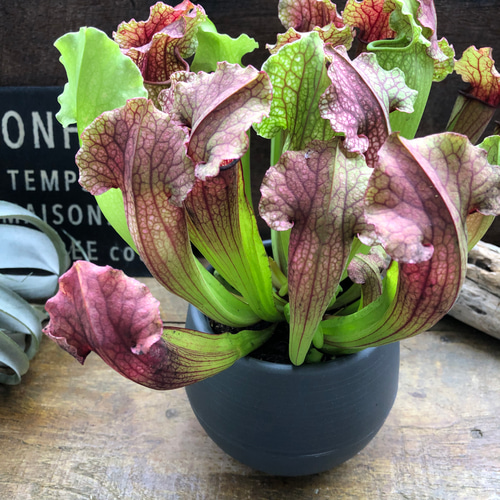 サラセニア♡太葉♡立派♡食虫植物♡ アートフラワー パリジェンヌ