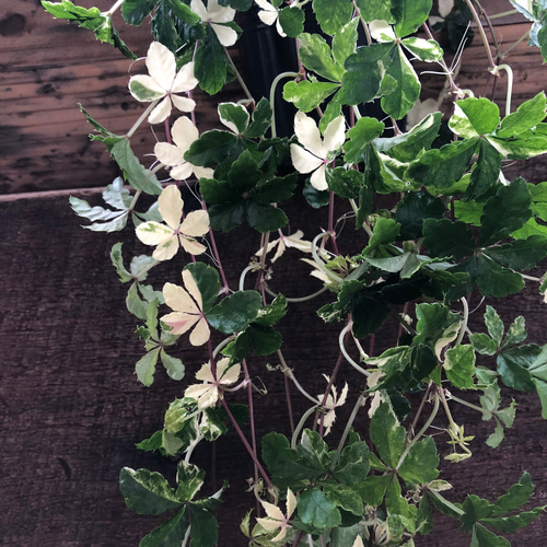 斑入りシュガーバイン♡希少♡観葉植物♡垂れ下がり アートフラワー