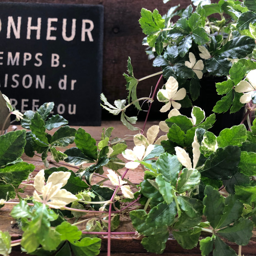 斑入りシュガーバイン♡希少♡観葉植物♡垂れ下がり アートフラワー