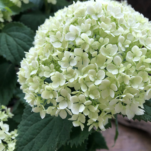 アジサイ アナベル ”ミディライム” （旧名：ライムのアナベル