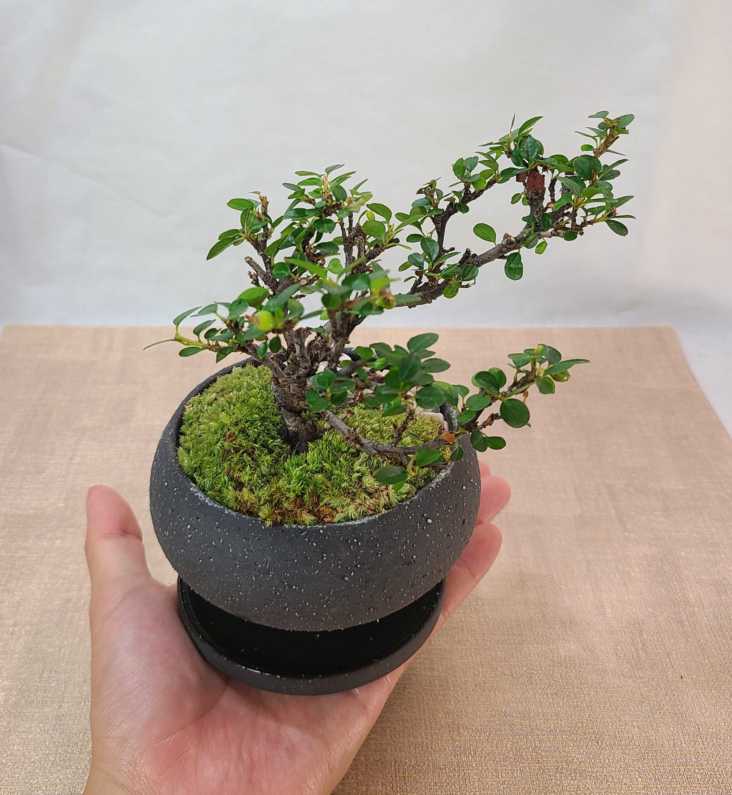 紅花したんの盆栽　モダン盆栽　インテリア 4,970円