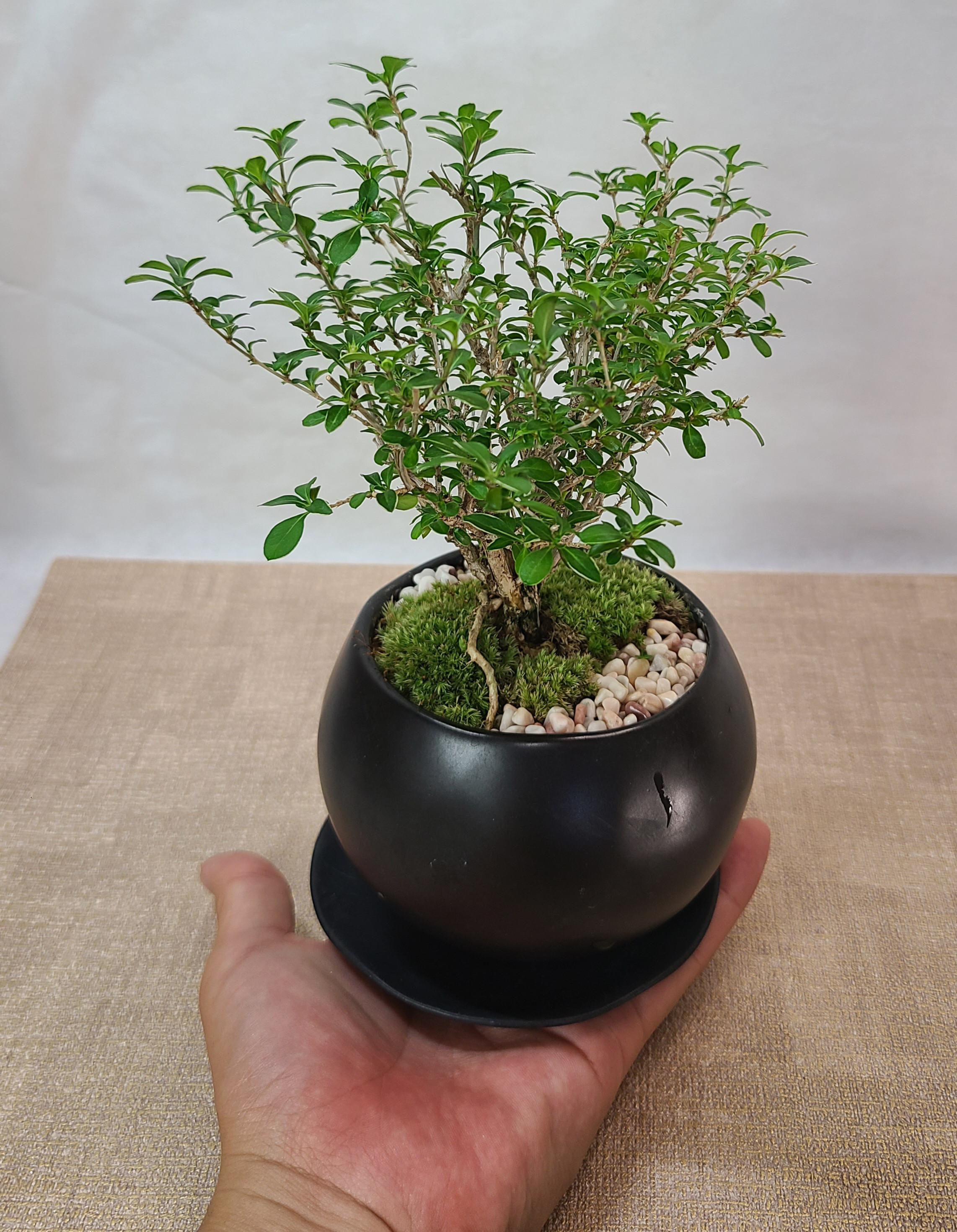 香丁木の盆栽　ミニモダン盆栽　インテリア