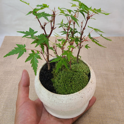 姫沙羅 ヒメシャラ盆栽 寄せ植え その他インテリア雑貨 ヒトイキ