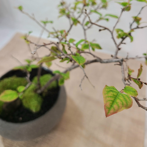 夏櫨の盆栽 （ナツハゼ） モダンインテリア その他インテリア
