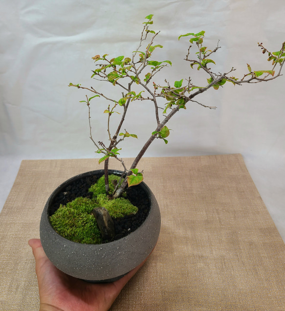 夏櫨（ナツハゼ）の盆栽 約50cm 夏櫨の盆栽 （ナツハゼ） モダンインテリア その他インテリア