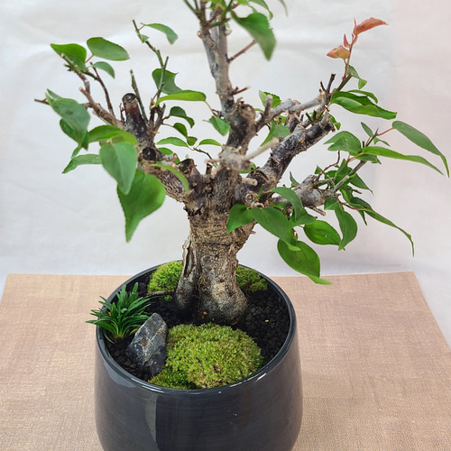 梅盆栽 大盃梅（オオサカズキウメ） インテリア その他