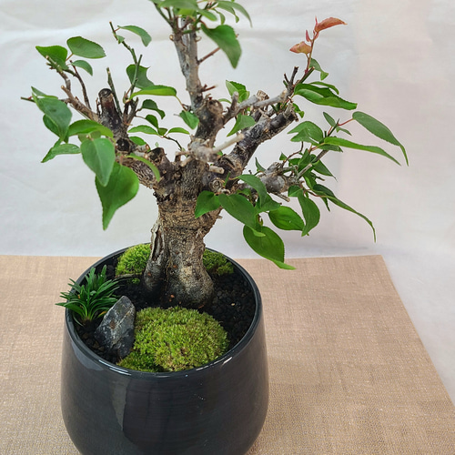 梅盆栽 大盃梅（オオサカズキウメ） インテリア その他