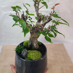 夏櫨の盆栽 （ナツハゼ） モダンインテリア その他インテリア