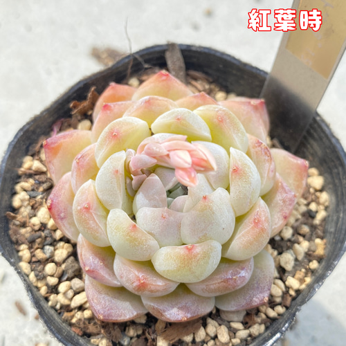Top【選抜株】多肉植物　25411ホワイトソーダ　105個　プラグトレー苗 楽天市場】Sポット75 白 24個セット + 専用トレー PMT-24白（ホワイト