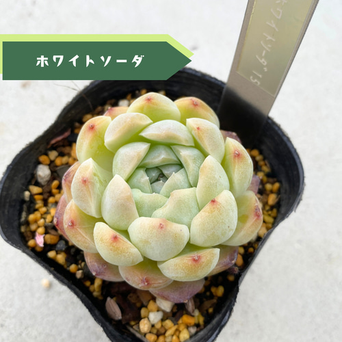 Top【選抜株】多肉植物　25411ホワイトソーダ　105個　プラグトレー苗 sale☆1苗【7.5cmポット/ホワイトソーダ】中苗 輸入苗 多肉植物 多肉