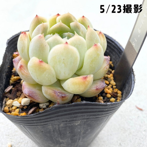 Top【選抜株】多肉植物　25411ホワイトソーダ　105個　プラグトレー苗 sale☆1苗【7.5cmポット/ホワイトソーダ】中苗 輸入苗 多肉植物 多肉