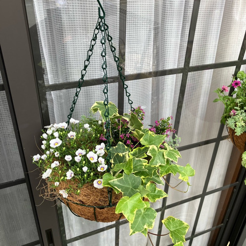 ☆ハンギング寄せ植え【ココヤシファイバー】☆受注制作☆生花☆母の日