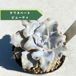3苗【6cmpot/藍鏡】小苗 輸入苗 多肉植物 ハオルチア 多肉植物 多肉