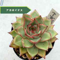 1苗【7.5cmpot/コールドブーケ】大苗 輸入苗 多肉植物 多肉植物 多肉