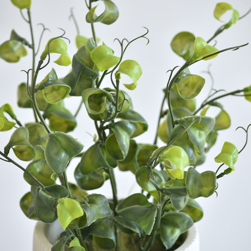 ベンジャミンバロック 枯れないベンジャミン・バロック(セメントポット) 観葉植物 アーティ