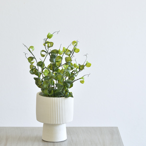 枯れないベンジャミン・バロック(セメントポット) 観葉植物 アーティ