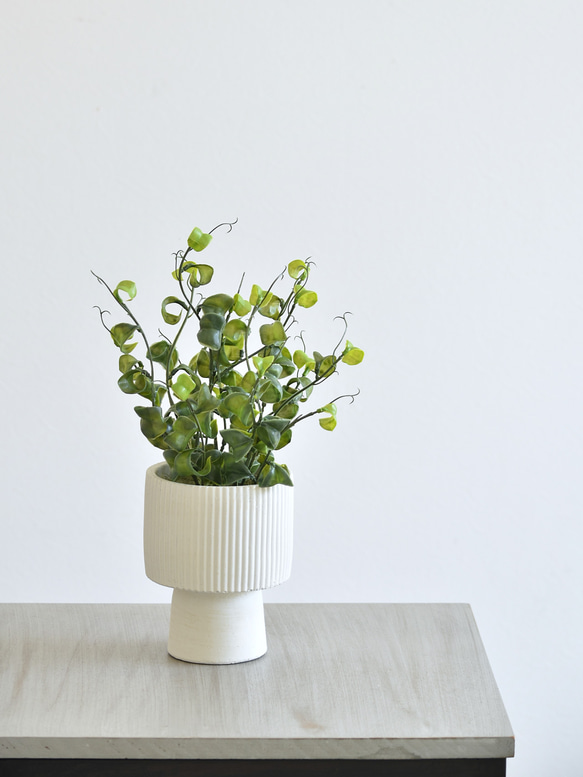 枯れないベンジャミン・バロック(セメントポット) 観葉植物 アーティ