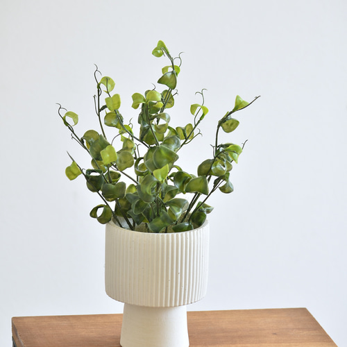 枯れないベンジャミン・バロック(セメントポット) 観葉植物 アーティ