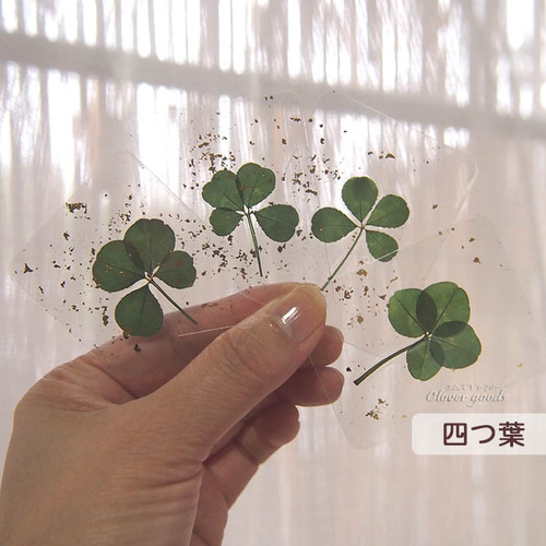 変色しにくい四つ葉のクローバー本物1枚☆きらきら☆ラミネートカード