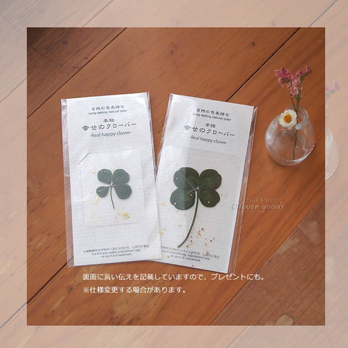 変色しにくい四つ葉のクローバー本物1枚☆きらきら☆ラミネートカード