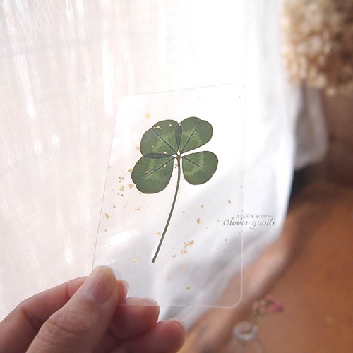 変色しにくい四つ葉のクローバー本物1枚☆きらきら☆ラミネートカード