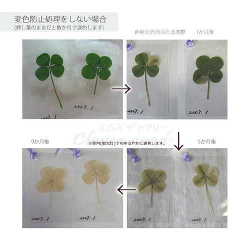 希少*変色しにくい五つ葉のクローバー本物1枚☆きらきら☆ラミネート