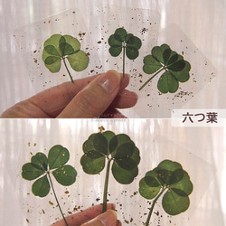 第3張的照片
