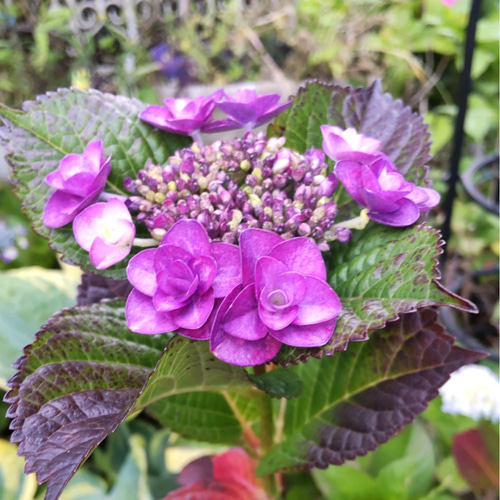 紫陽花【タイニータフスタッフ 1苗】日々変化する美しさ 晩秋まで